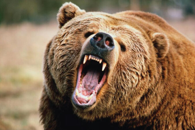 bear-awareness